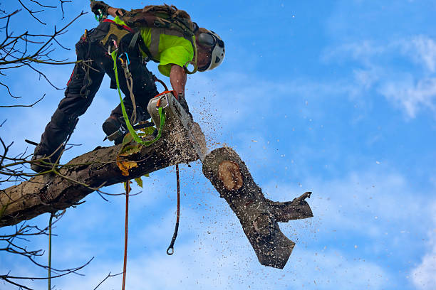 Reliable Page, AZ Tree Services Solutions